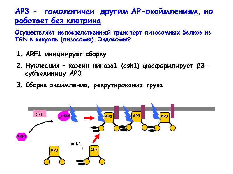 AP3 -  гомологичен  другим АР-окаймлениям, но работает без клатрина  Осуществляет непосредственный